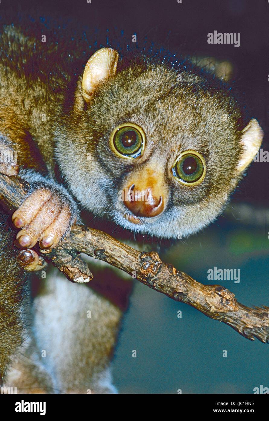 West African Potto ,  (Perodicticus potto,)   from Tropical West  Africa. Stock Photo