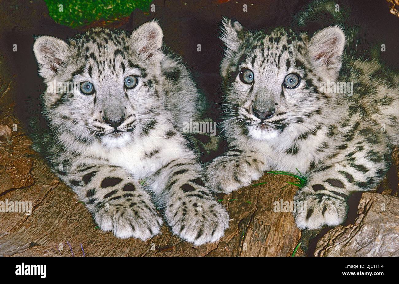 Snow Leopard Cubs,   (Panthera uncia,) from Central Asia.  Classified Vulnerable. Stock Photo