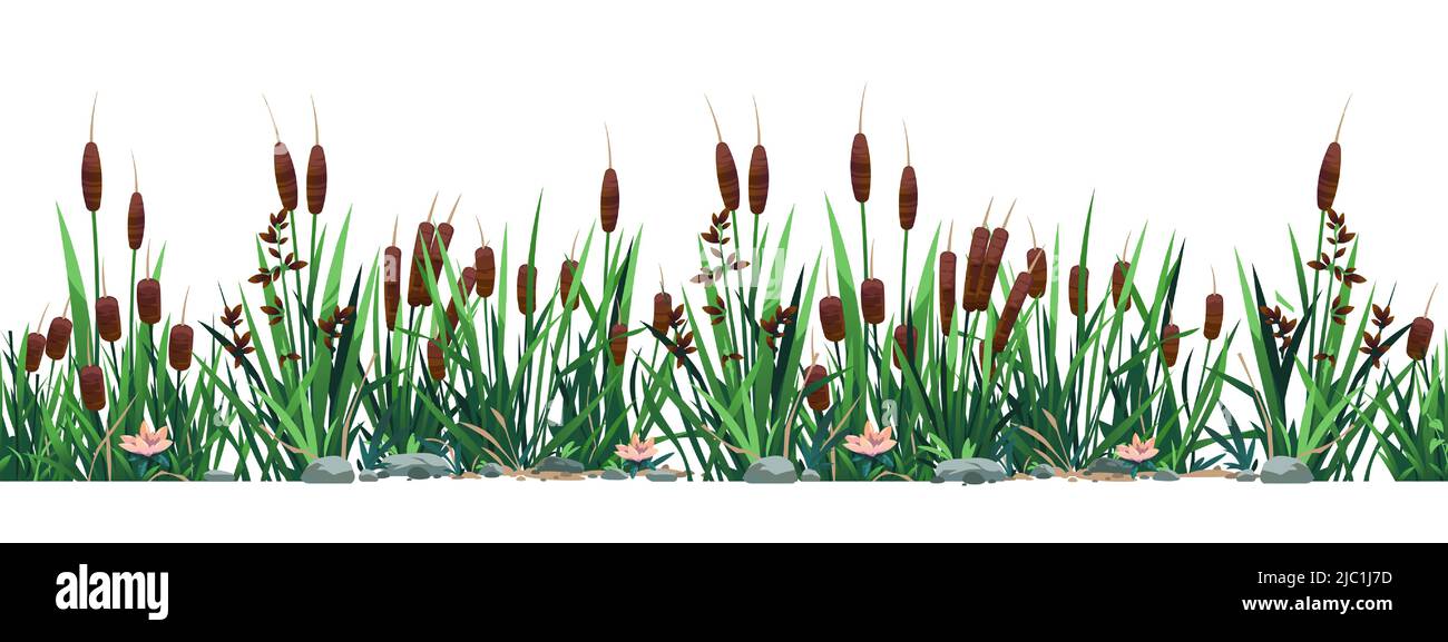 Cattail border. Seamless pattern of swamp reed plants, pond and river botany background. Vector strip print of bulrush grass Stock Vector