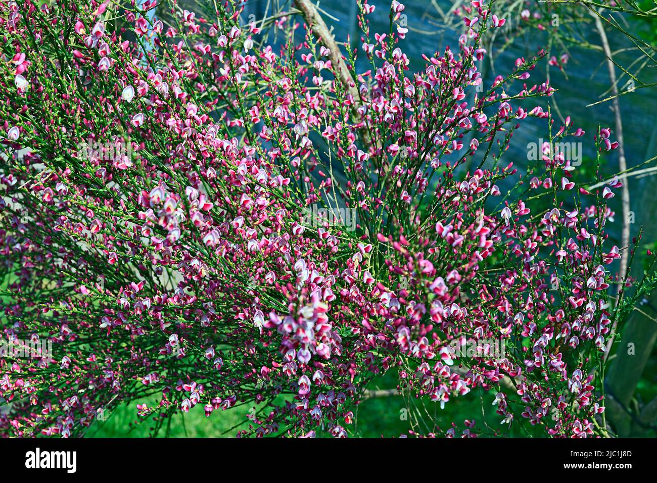 Cytisus (Common Broom) Mrs Norman Henry in flower Stock Photo