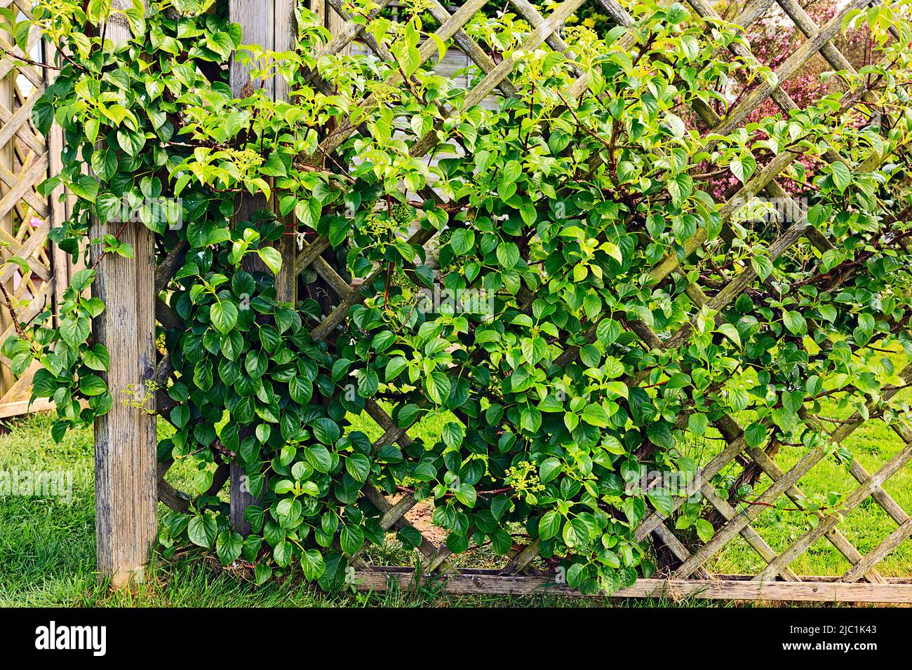 Hydrangea petiolaris a climbing hydrangea on garden trellis in Spring