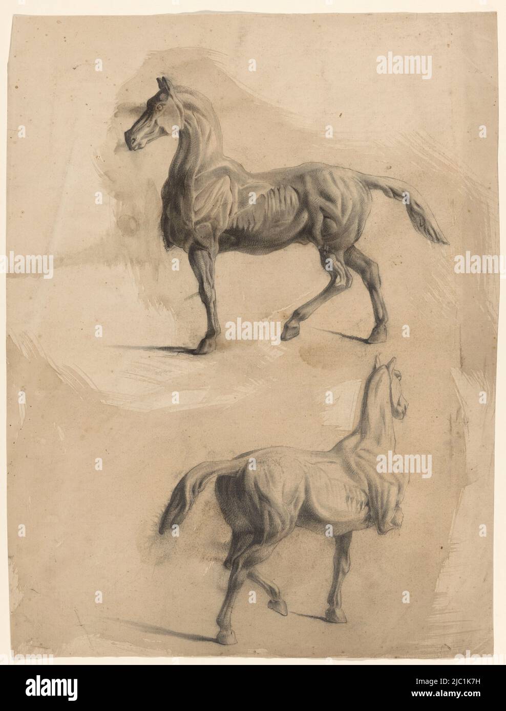 Two anatomy studies of a horse, draughtsman: Johannes Tavenraat, 1819 - 1881, prepared paper, h 530 mm × w 402 mm Stock Photo
