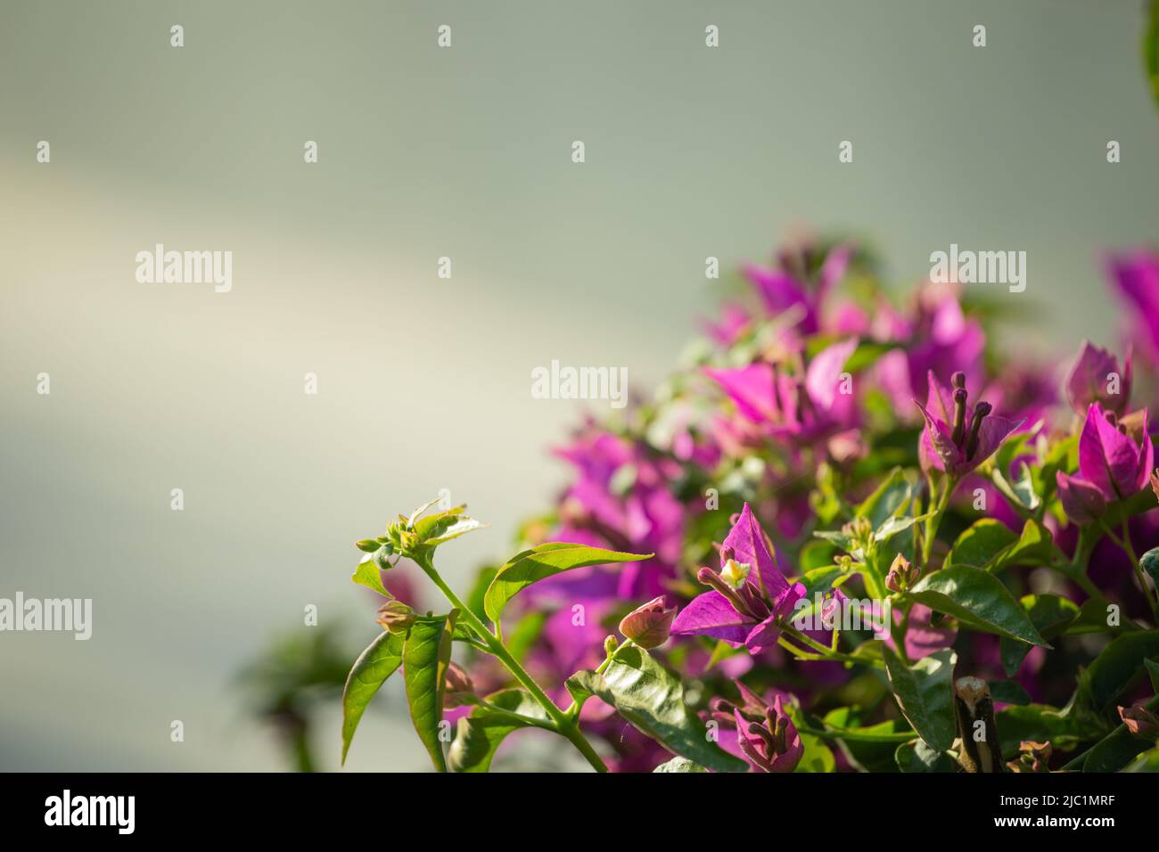 Small pink Bougainvillea bush on light background in the garden. Stock Photo
