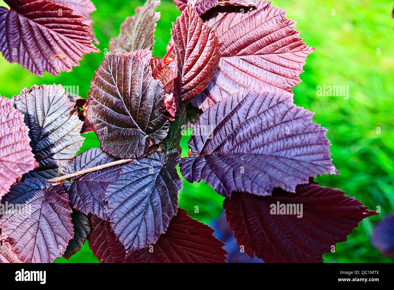 Purple Filbert (Hazel) leaves Stock Photo