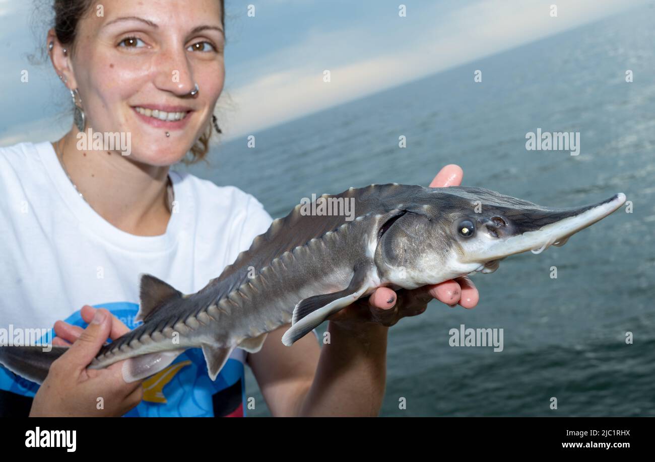 09 June 2022, Mecklenburg-Western Pomerania, Sassnitz: Christin Höhne, biologist and research assistant, at the Institute of Fisheries of the State Research Institute for Agriculture and Fisheries Mecklenburg-Vorpommern (LFA MV), shows a sturgeon before it is released into the Baltic Sea. In Sassnitz, about 50 externally tagged Baltic sturgeon with a piece mass of 0.5-1.5 kg were released into the Baltic Sea on the same day. For this project, the Institute of Fisheries of the LFA MV received about 1.3 million EURO from the state of Mecklenburg-Vorpommern and from the European Maritime and Fish Stock Photo