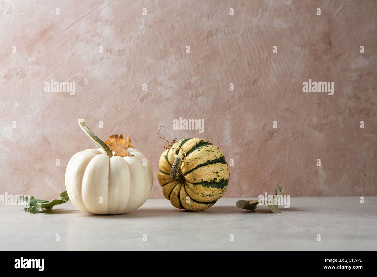 Two pumpkins on light table copy space autumn concept Stock Photo