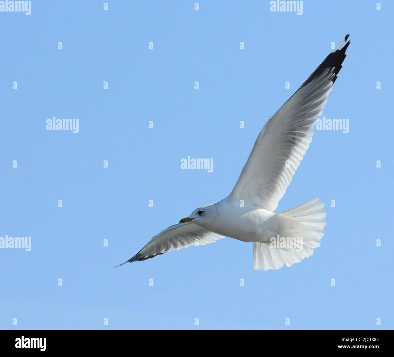 Birds of Ukraine.Gulls fly against the blue sky. Wintering waterfowl