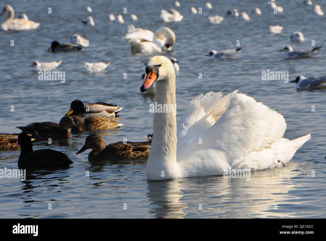 Birds of Ukraine. Swans, gulls and ducks - wintering waterfowl in the Black Sea Stock Photo