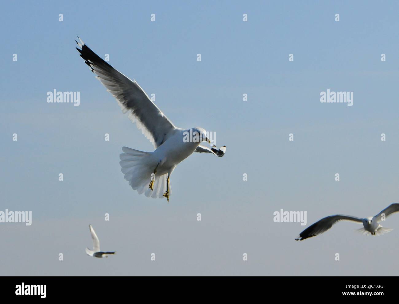Birds of Ukraine.Gulls fly against the blue sky. Wintering waterfowl