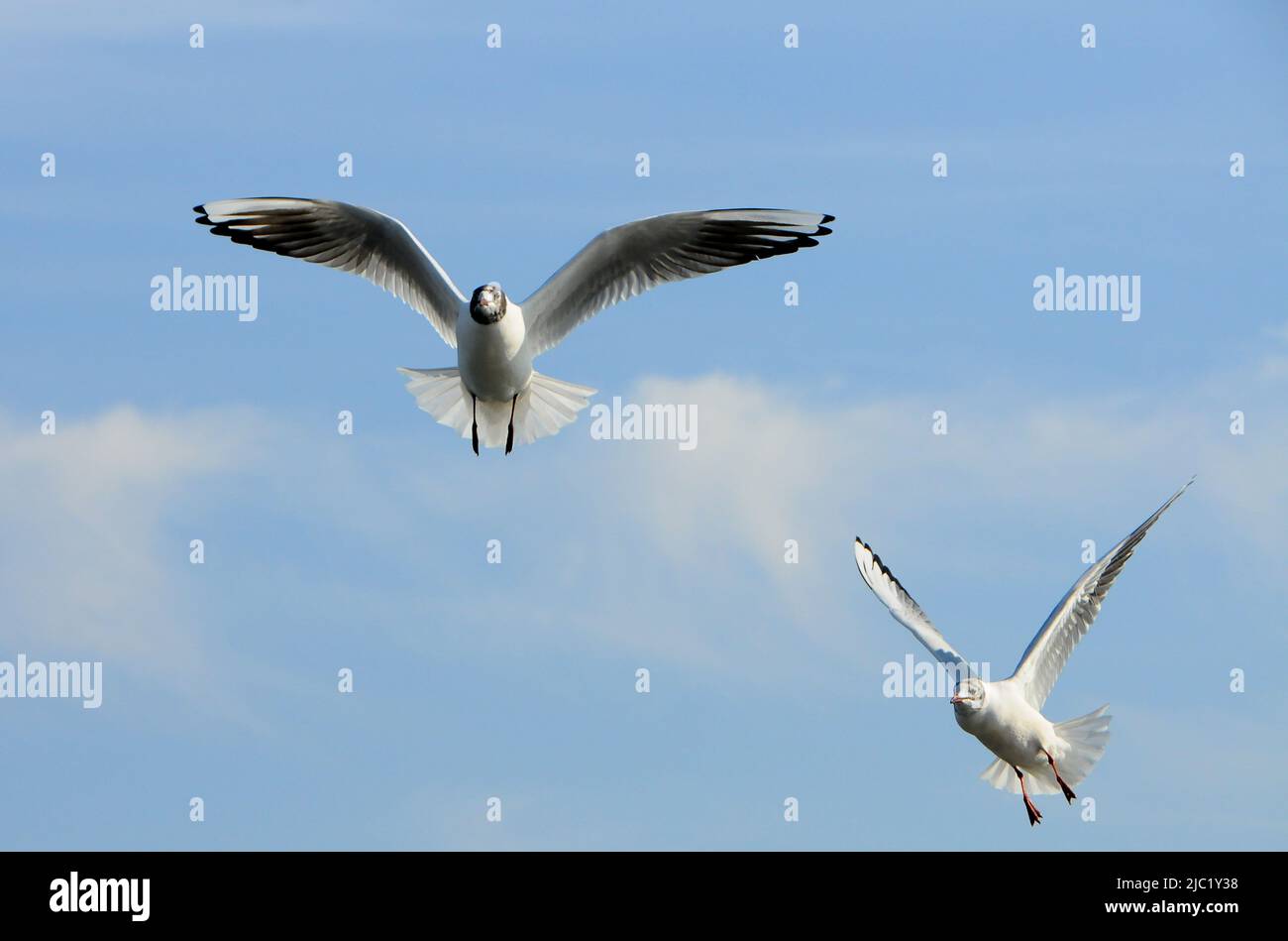 Birds of Ukraine.Gulls fly against the blue sky. Wintering waterfowl. Black Sea Stock Photo
