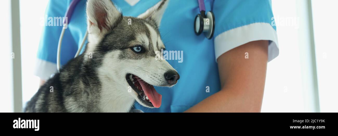 Female veterinarian with puppy husky on vet appointment in clinic Stock ...