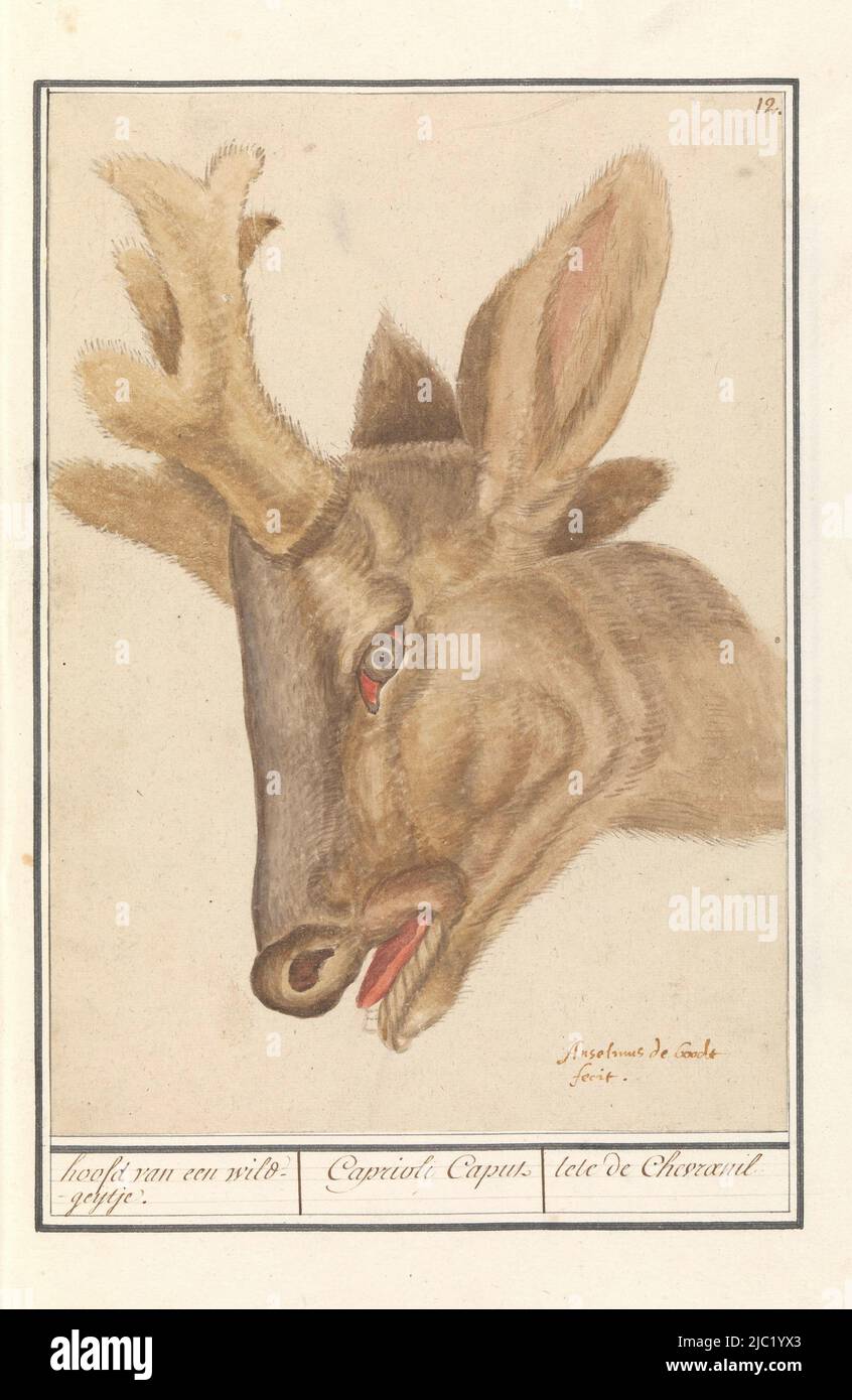 Head of a deer. Numbered top right: 12. Part of the first album with drawings of quadrupeds. First of twelve albums with drawings of animals, birds and plants known around 1600, commissioned by emperor Rudolf II. With notes in Dutch, Latin and French, Head of a deer (Cervidae) head of a game mite. / Caprioli Caput / tete de Chevraeuil, draughtsman: Anselmus Boëtius de Boodt, (signed by artist), Praag, 1596 - 1610, paper, brush, h 281 mm × w 199 mm Stock Photo
