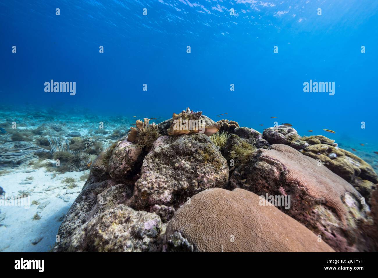 Seascape with Conch Shell, coral, and sponge in the coral reef of the Caribbean Sea, Curacao Stock Photo