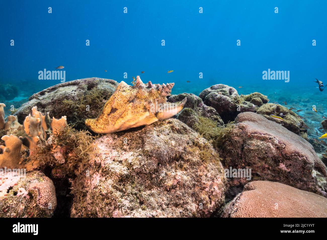 Seascape with Conch Shell, coral, and sponge in the coral reef of the Caribbean Sea, Curacao Stock Photo