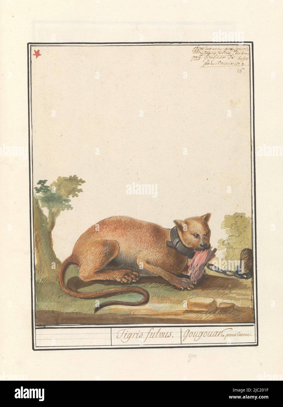 Puma or mountain lion (cougar), chewing on a piece of meat on a chain.  Numbered upper right: 16. Top left marked with a red star. Part of the  first album with drawings