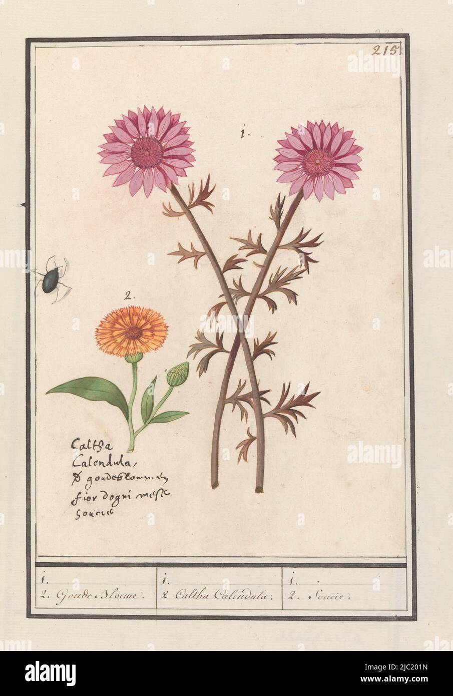 Two pink flowers of an unknown species, possibly an anemone, and a marigold. Also a beetle. Numbered upper right: 215. Bottom left the name in five languages. Part of the third album with drawings of flowers and plants. Tenth of twelve albums with drawings of animals, birds and plants known around 1600, commissioned by emperor Rudolf II. With notes in Dutch, Latin and French., Pink flower (unknown) and marigold (Calendula officinalis) 1. 2. Golden Flower. / 1. 2. Caltha Calendula. / 1. 2. Soucie., draughtsman: Anselmus Boëtius de Boodt, draughtsman: Elias Verhulst, draughtsman: Praag Stock Photo