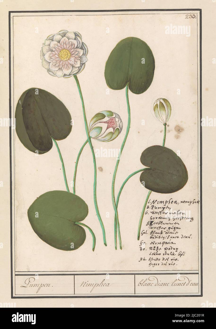 Water lily, probably the white water lily. Numbered upper right: 233. Bottom right the name in seven languages. Part of the third album of drawings of flowers and plants. Tenth of twelve albums with drawings of animals, birds and plants known around 1600, commissioned by Emperor Rudolf II. With notes in Dutch, Latin and French, White water lily (Nymphaea alba) Pumpen. / nimphea / blanc diane lunet d'eau, draughtsman: Anselmus Boëtius de Boodt, draughtsman: Elias Verhulst, draughtsman: Praag, draughtsman: Delft, 1596 - 1610, paper, brush, pen, h 259 mm × w 185 mm Stock Photo