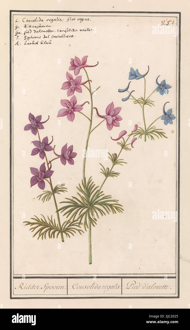 Purple, pink and blue delphinium. Numbered upper right: 251. Top left the name in five languages. Part of the third album with drawings of flowers and plants. Tenth of twelve albums with drawings of animals, birds and plants known around 1600, commissioned by emperor Rudolf II. With explanatory notes in Dutch, Latin and French, Ridderspoor (Delphinium) Ridder Spooren./ Consolida regalis. / Pied d'alouette, draughtsman: Anselmus Boëtius de Boodt, draughtsman: Elias Verhulst, draughtsman: Praag, draughtsman: Delft, 1596 - 1610, paper, brush, pen, h 268 mm × w 170 mm Stock Photo