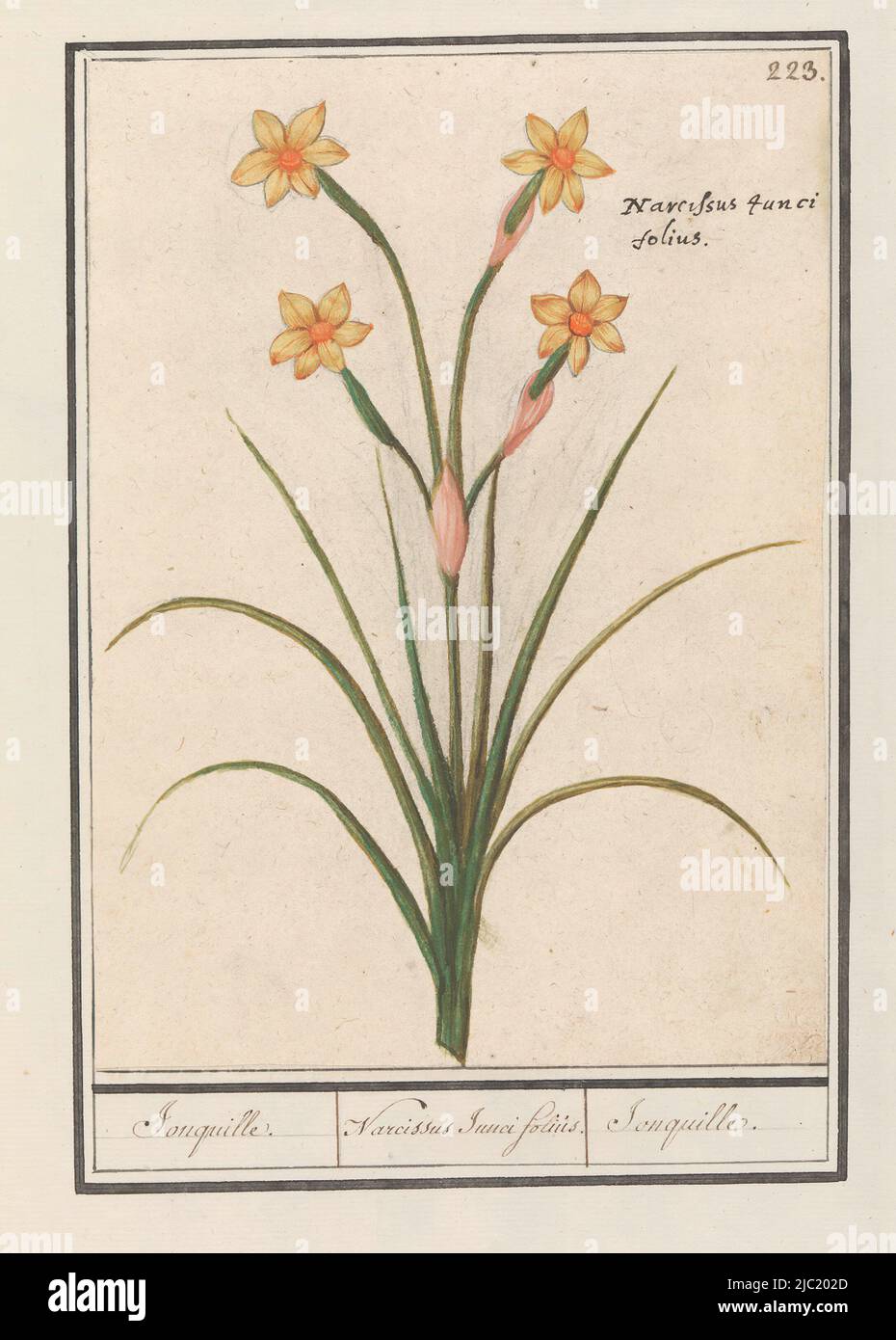 Daffodil. Numbered upper right: 223. Top right the Latin name. Part of the third album with drawings of flowers and plants. Tenth of twelve albums with drawings of animals, birds and plants known around 1600, commissioned by Emperor Rudolf II. With notes in Dutch, Latin and French, Narcissus (Narcissus) Jonquille. / Narcissus Junci folius. / Jonquille., draughtsman: Anselmus Boëtius de Boodt, draughtsman: Elias Verhulst, draughtsman: Praag, draughtsman: Delft, 1596 - 1610, paper, brush, pen, h 231 mm × w 167 mm Stock Photo