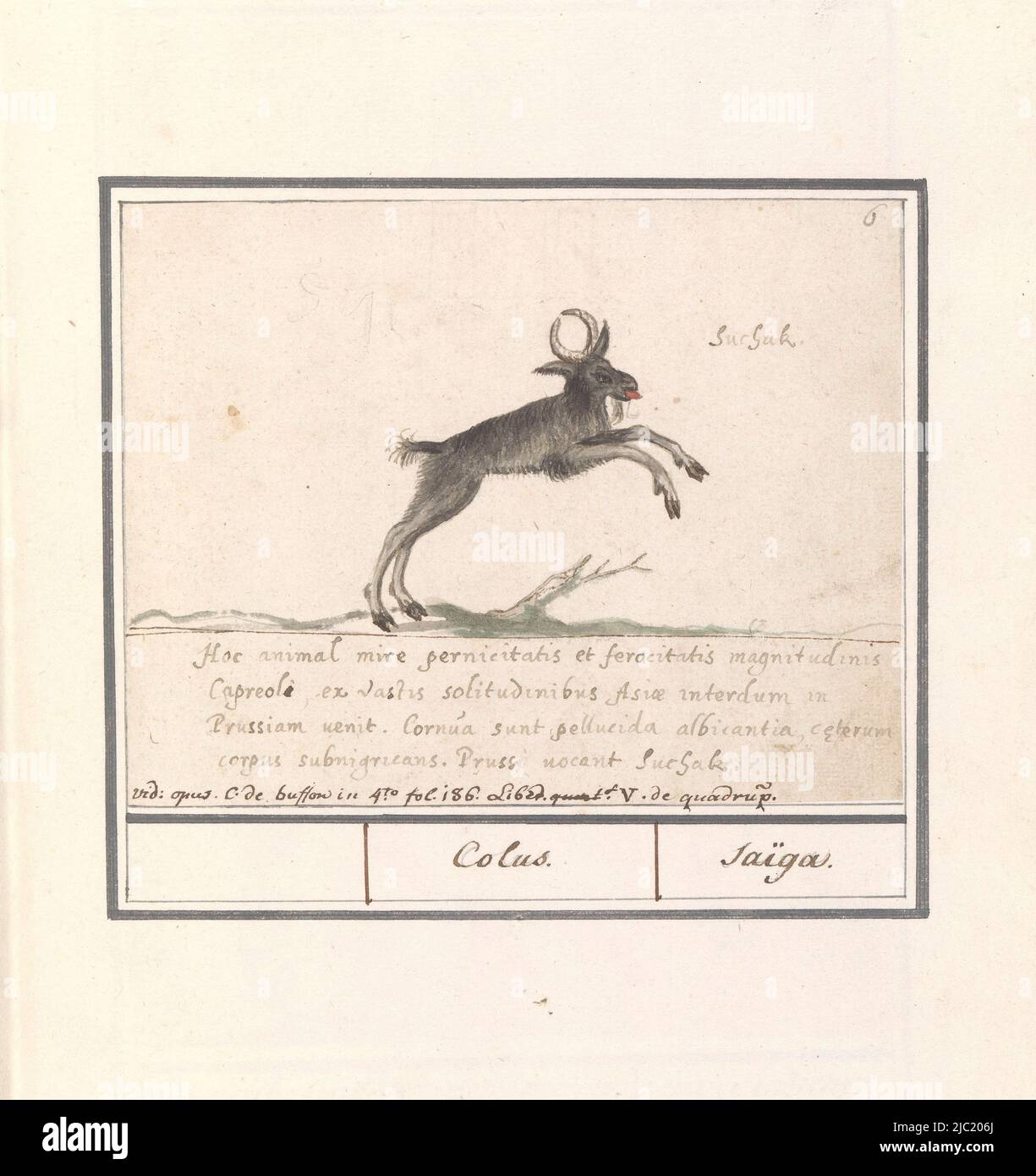 Deer-like, possibly a wood goat antelope. The French name Saïga refers to a kind of antelope (Saiga antelope) that does not resemble the proposed animal. Numbered top right: 6. With five-line caption in Latin. Part of the second album with drawings of quadrupeds. Second of twelve albums with drawings of animals, birds and plants known around 1600, commissioned by Emperor Rudolf II. With explanatory notes in Dutch, Latin and French, Hertachtige, possibly a forest goat antelope (Nemorhaedini) Indian Geijte / Capra indica Mambrina. / Chevre ifne, draughtsman: Anselmus Boëtius de Boodt Stock Photo