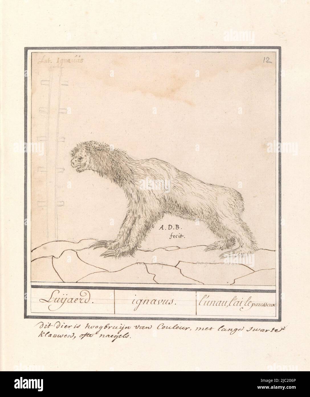 Three-fingered sloth. Numbered upper right: 12. With the name in Latin. Two-line annotation in Dutch added to the sheet. Part of the second album with drawings of quadrupeds. Second of twelve albums with drawings of animals, birds and plants known around 1600, commissioned by emperor Rudolf II. With explanation in Dutch, Latin and French, Three-fingered Sloth (Bradypus) Luijaerd. / ignavus. / l'unau, l'ai le paresseux, draughtsman: Anselmus Boëtius de Boodt, (mentioned on object), Praag, 1596 - 1605, paper, brush, pen, h 175 mm × w 183 mm Stock Photo