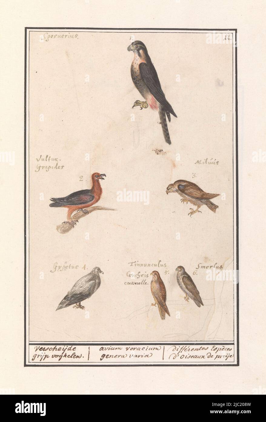 Leaf six different species of birds of prey, including a sparrow hawk, bearded vulture, kestrel, vulture and merlin. Numbered top right: 22. With the names in Latin. Part of the first album with drawings of birds. Third of twelve albums with drawings of animals, birds and plants known around 1600, commissioned by emperor Rudolf II. With explanatory notes in Dutch, Latin and French, Leaf with six birds of prey Verscheijde grap vogelshelen. / avium voracium genera varia / différentes Espèces d'oiseaux de proije, draughtsman: Anselmus Boëtius de Boodt, draughtsman: Elias Verhulst, draughtsman Stock Photo