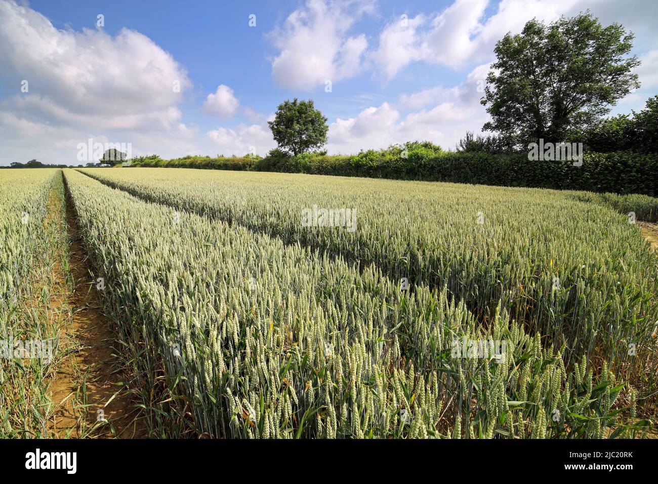 Barley fields Stock Photo