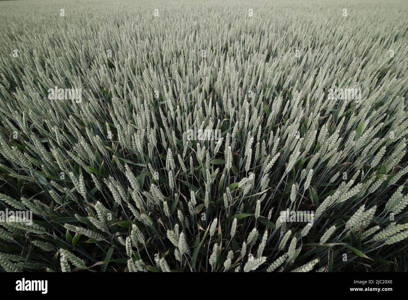 Barley crop Stock Photo