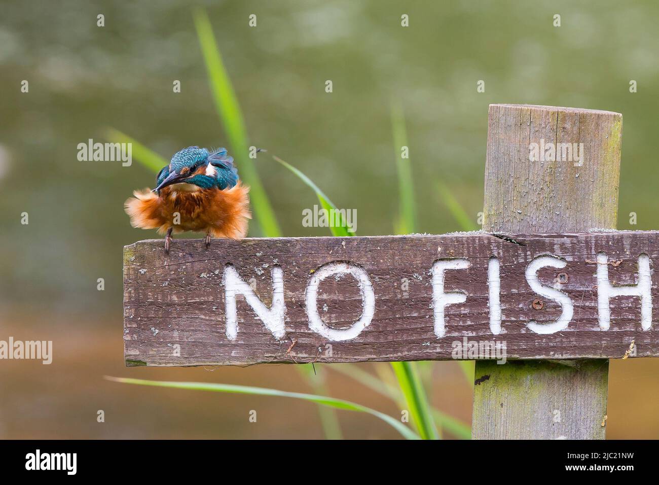 Kidderminster, UK. 9th June. 2022. UK weather with a sunny start