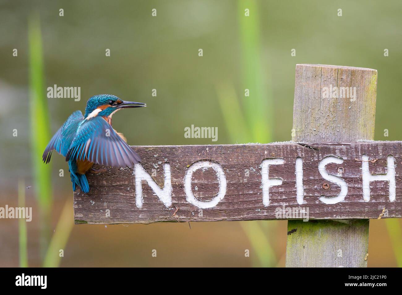 Kidderminster, UK. 9th June. 2022. UK weather with a sunny start