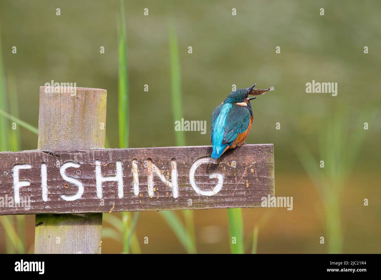 Kidderminster, UK. 9th June. 2022. UK weather: with a sunny start, today is a perfect day for a spot of fishing. A slight breeze keeps this kingfisher on his toes  as he indulges in a little fishing. A kingfisher bird plays with a fish while perched on a 'no fishing' sign post before devouring his meal in one gulp. Credit: Lee Hudson/Alamy Live News Stock Photo