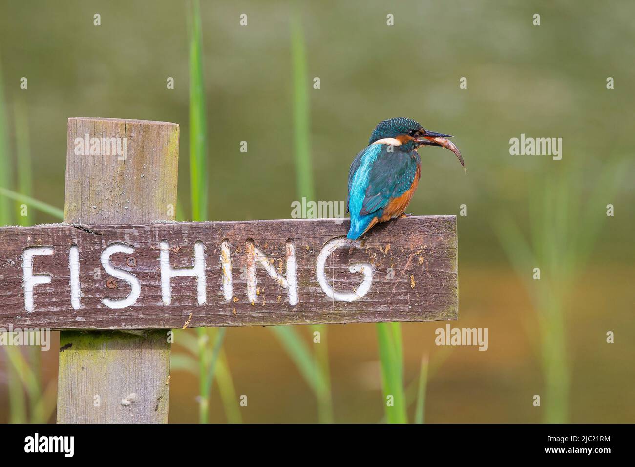 Kidderminster, UK. 9th June. 2022. UK weather: with a sunny start, today is a perfect day for a spot of fishing. A slight breeze keeps this kingfisher on his toes  as he indulges in a little fishing. A kingfisher bird plays with a fish while perched on a 'no fishing' sign post before devouring his meal in one gulp. Credit: Lee Hudson/Alamy Live News Stock Photo