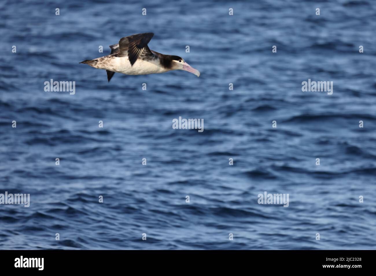 Short-tailed albatross (Diomedea albatrus) in Japan Stock Photo