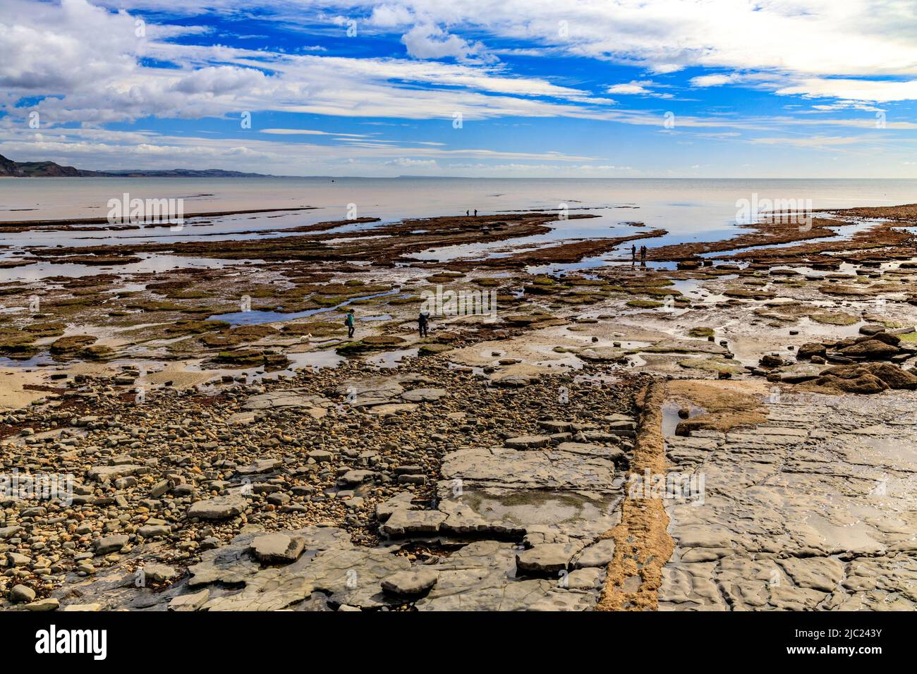 Fossil hunters at low tide on the beach at Lyme Regis on the Jurassic