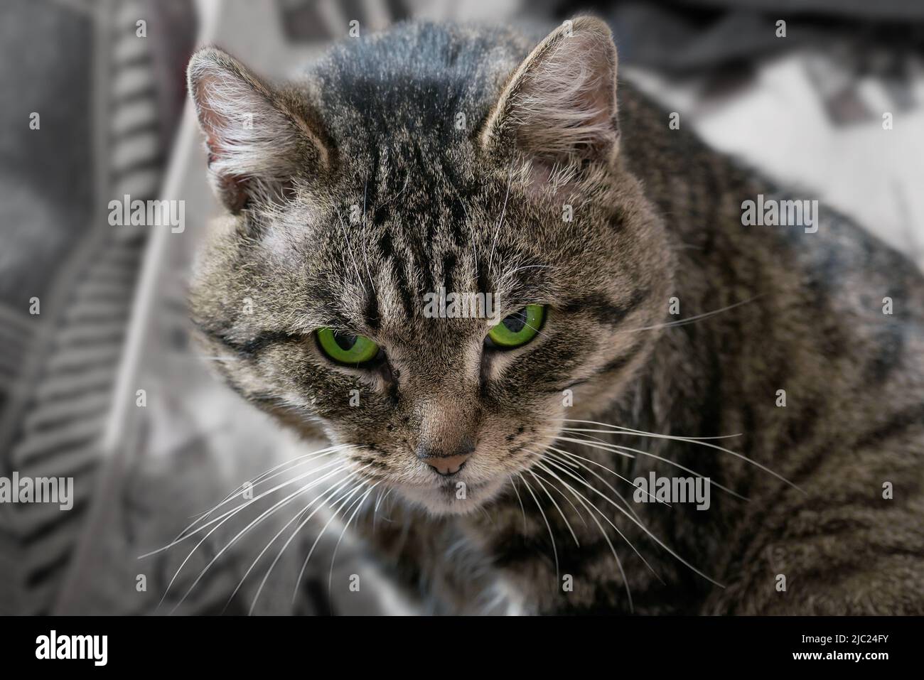 Grey tabby cat sullenly looking at camera. Grumpy green-eyed mature cat. Stock Photo