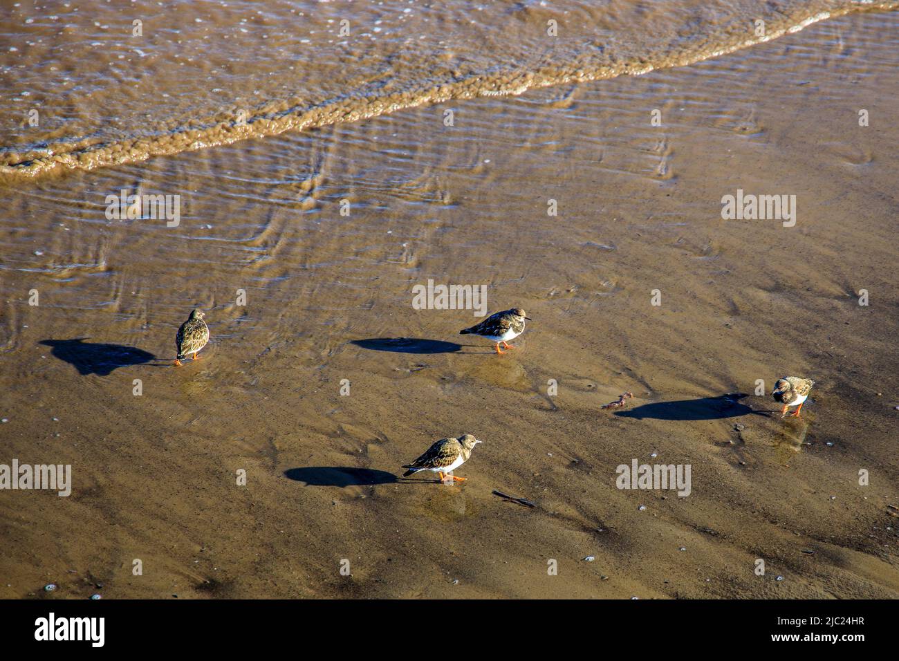 A group of ruddy turnstones (Arenaria interpres) in the harbour at Lyme Regis on the Jurassic Coast, Dorset, England, UK Stock Photo