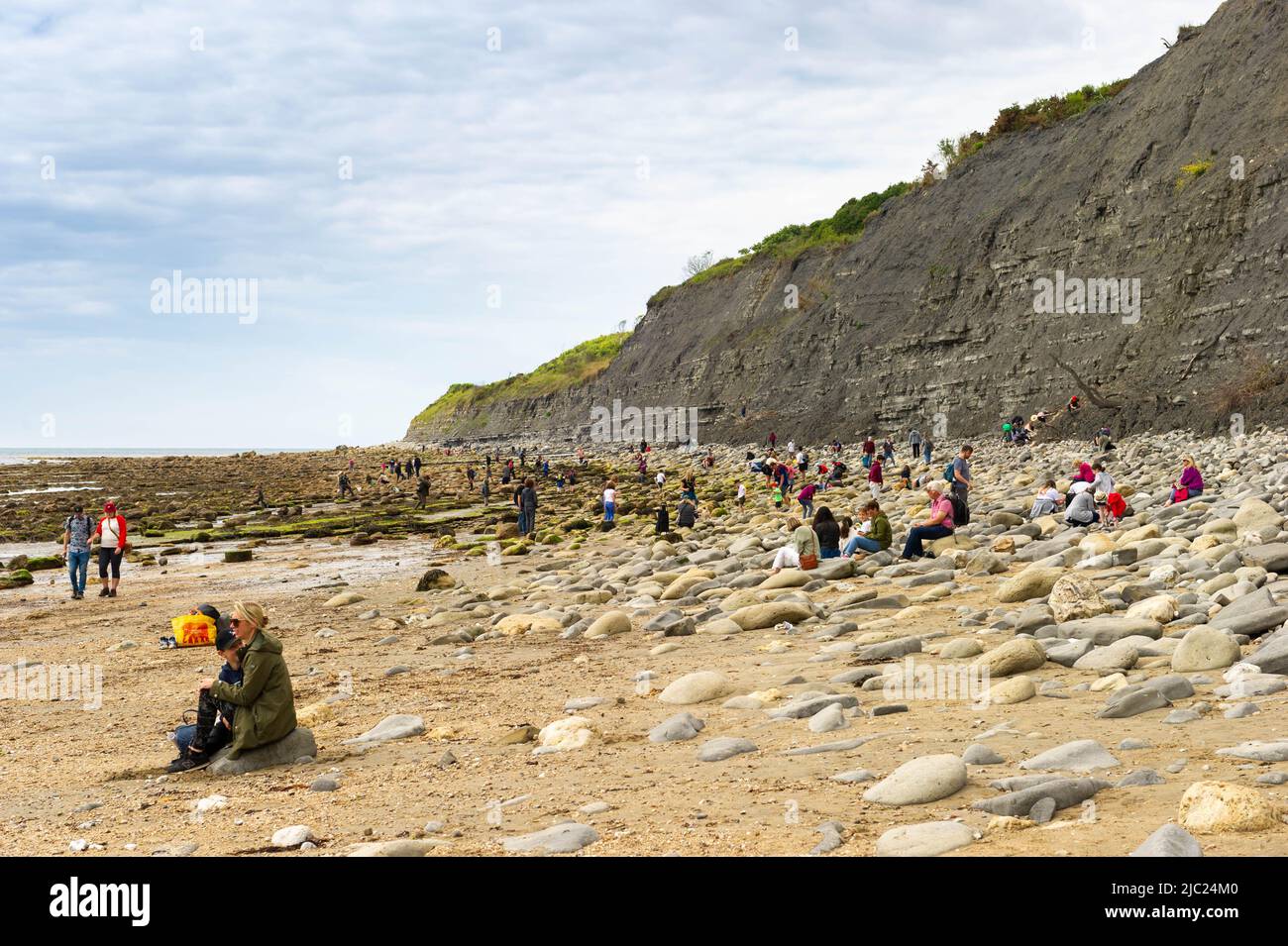 Fossil Hunting on the beach at Lyme Regis, Dorset, England Stock Photo