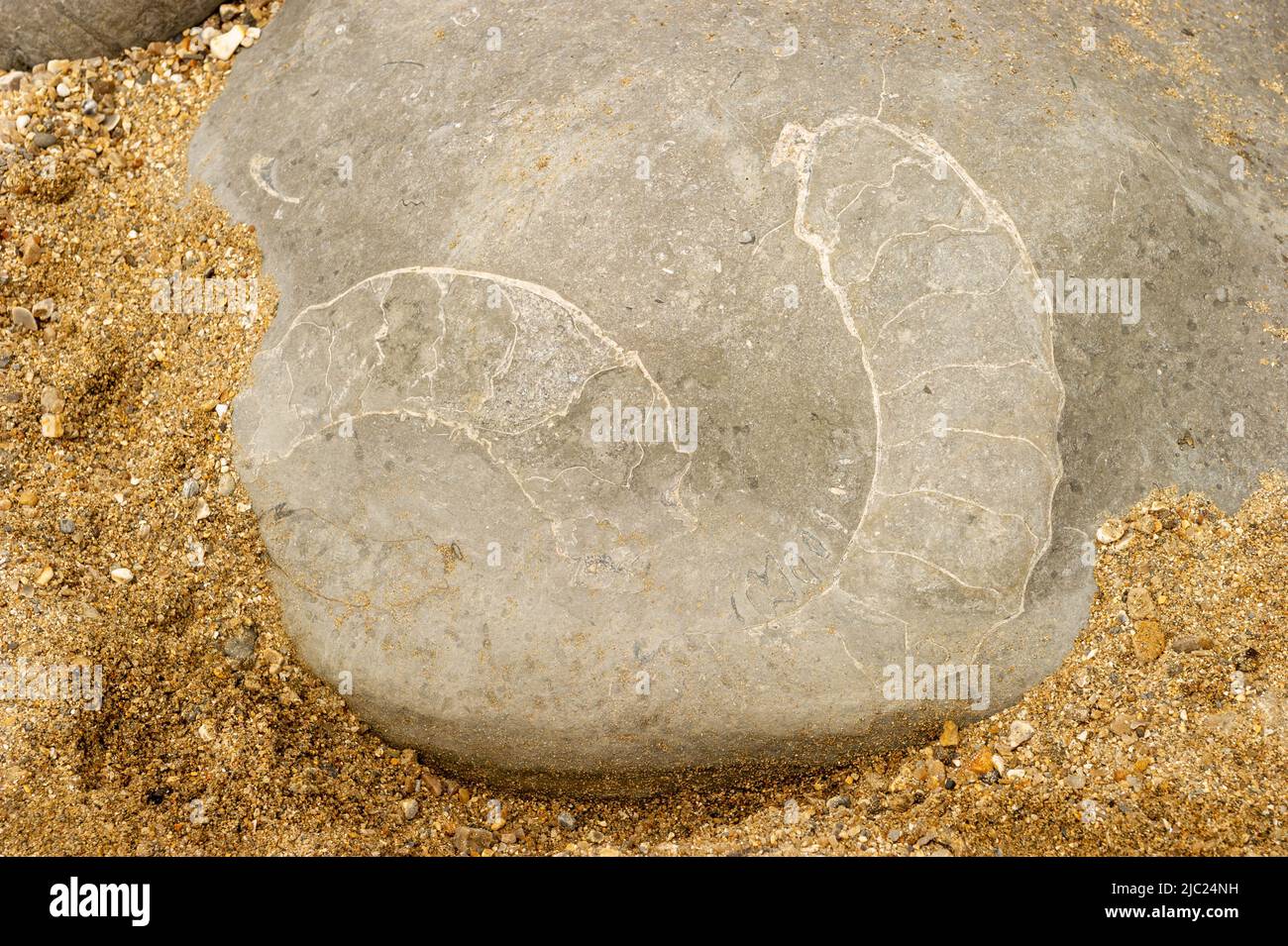 Prehistoric Fossils on the beach at Lyme Regis, Dorset, England Stock