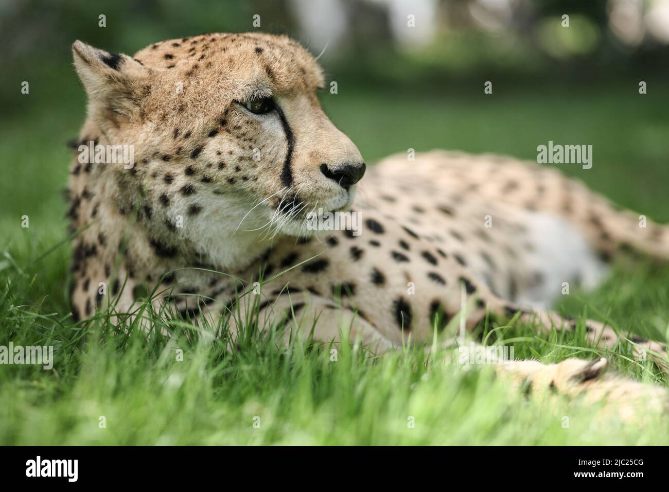 Beautiful young cheetah hunting hi-res stock photography and images - Alamy