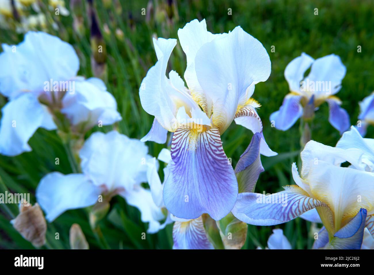 Blooming irises close up Stock Photo