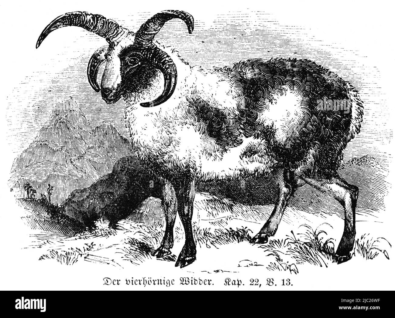 The four-horned ram, Bible, Old Testament, First Book of Moses, Genesis, Chapter 22, Verse 13, historical Illustration 1850 Stock Photo