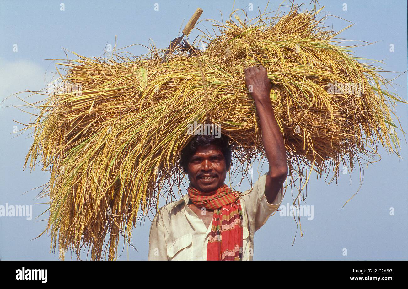 Asian farmer carrying crops on hi-res stock photography and images - Alamy
