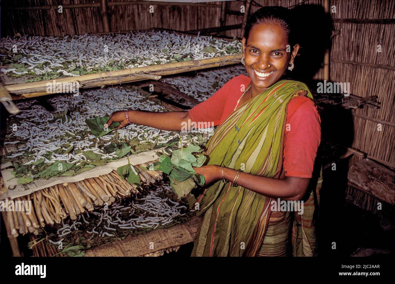 Bangladesh; portrait of a woman standing at the silk worm breeding nursery. Stock Photo