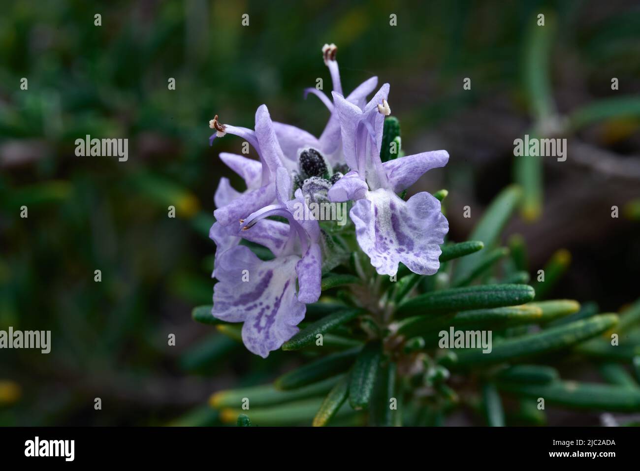 Flower of the rosemary plant that is also known as Salvia rosmarinus Stock Photo