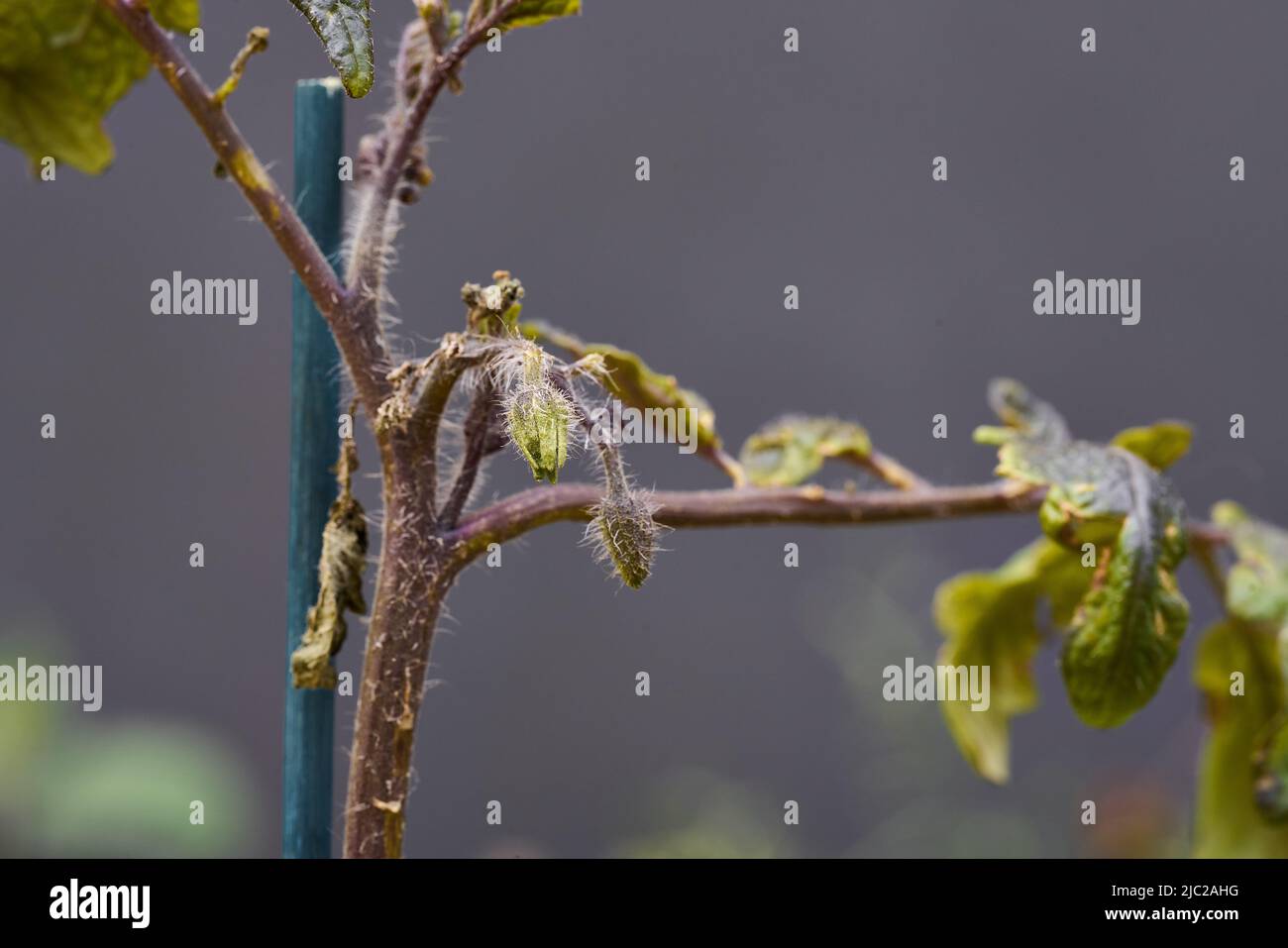 Raspberry plant with shoots where fruits will germinate Stock Photo Alamy