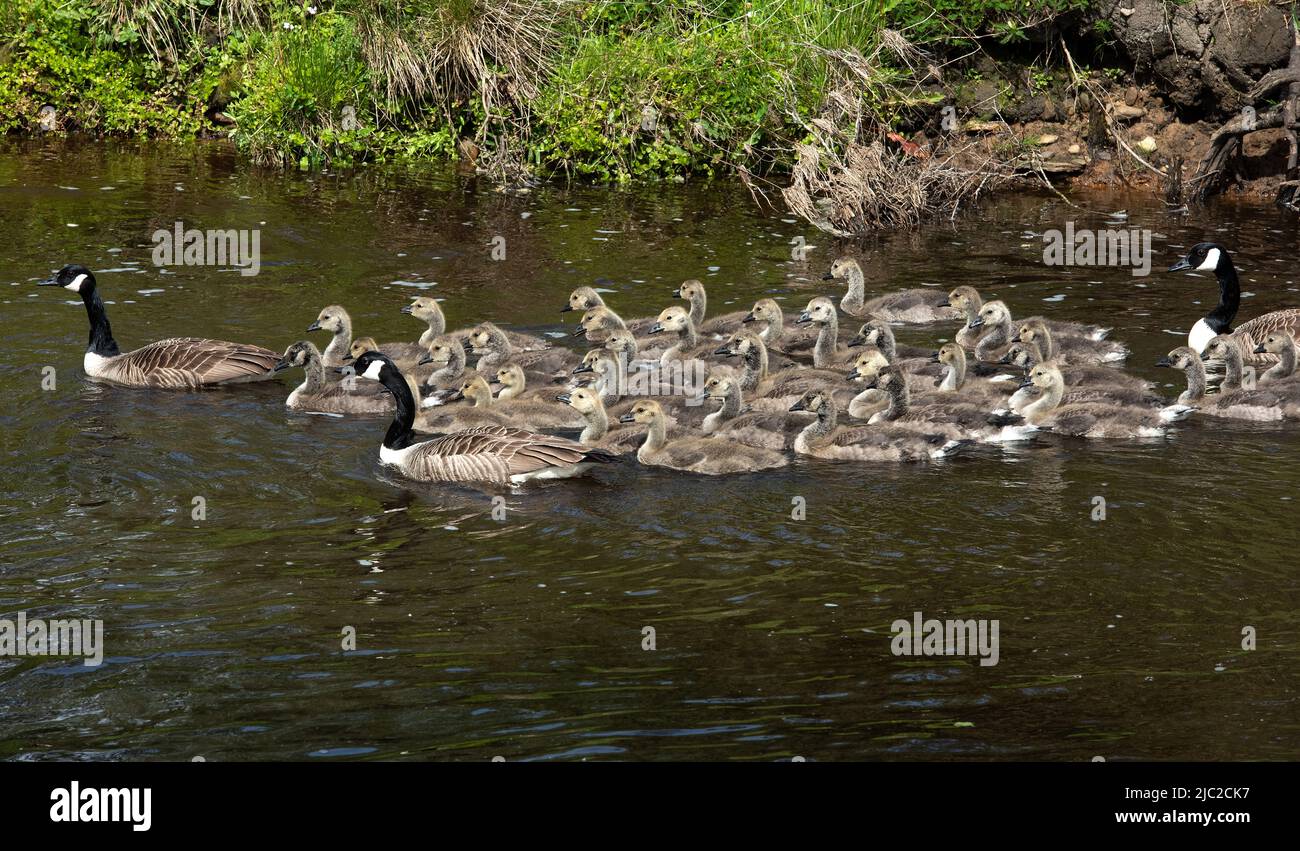 Semerwater, Yorkshire Dales, UK. 9th Jun 2022. Four adult canada geese with 37 goslings head out to Lake Semerwater in the Yorkshire Dales. Neil Squires/Alamy Live News Stock Photo