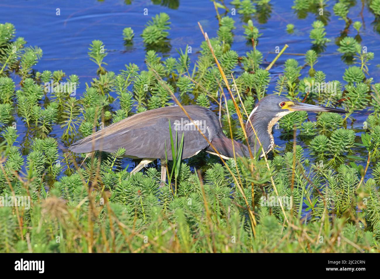 Tri colored heron fishing along the waters edge Stock Photo