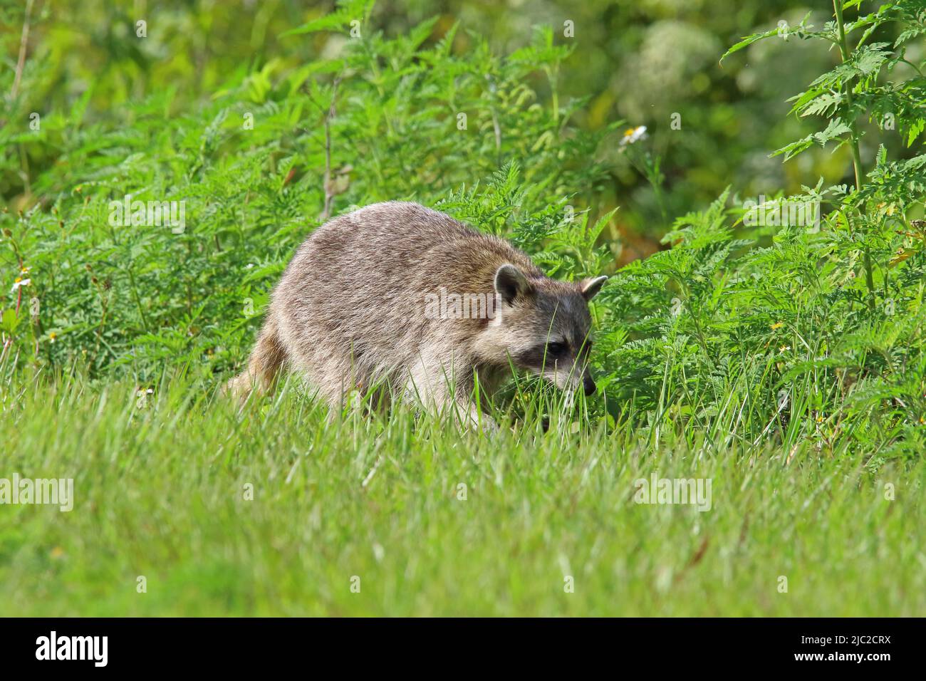 Raccoon at Orlando Wetlands Park Stock Photo