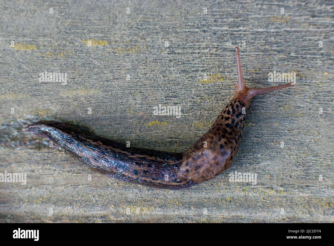 Snail without shell. Leopard slug Limax maximus, family Limacidae, crawls on a wooden surface. High quality photo Stock Photo