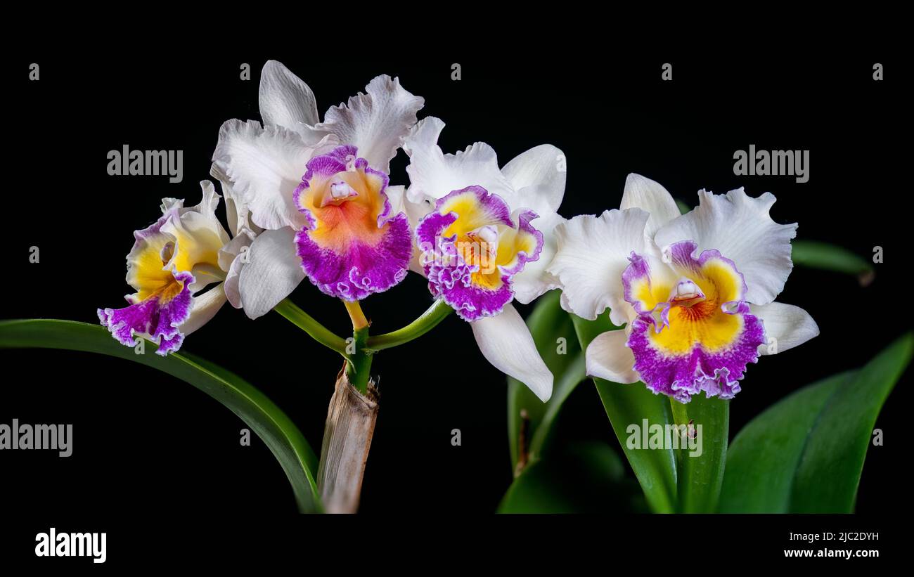 Five large White Cattleya orchids with purple lip and yellow throat blooming Stock Photo